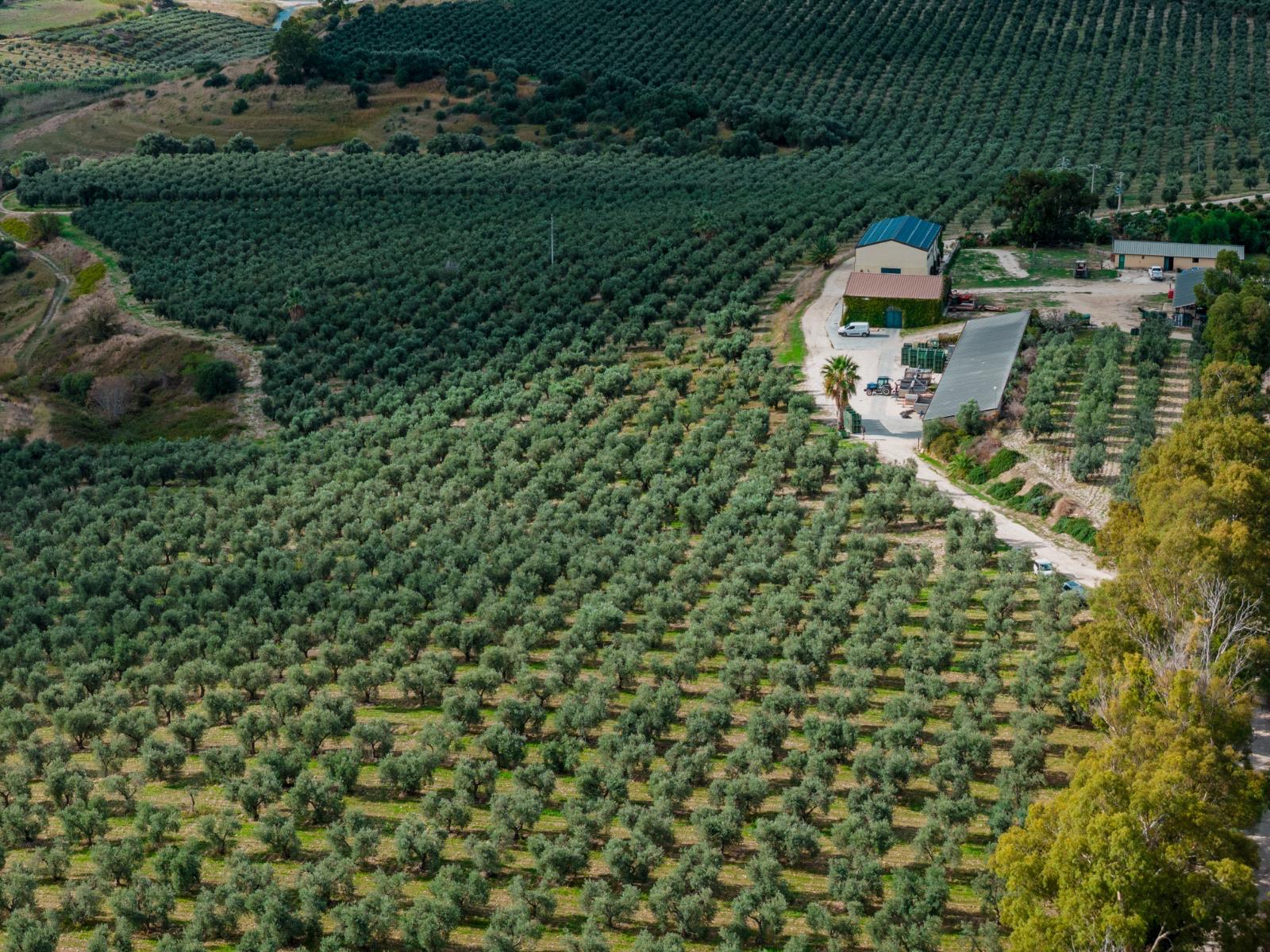 Frantoio Planeta