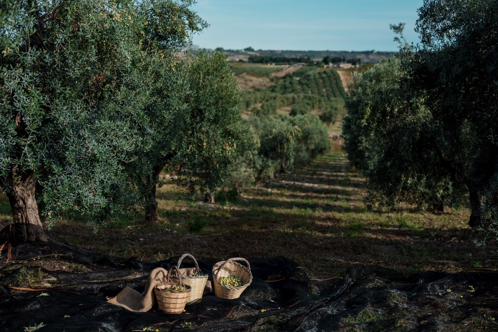 Capparrina esperienza olio